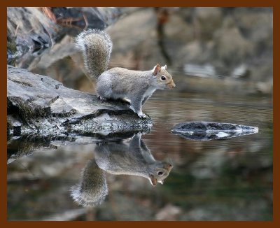 gray-squirrel 12-5-07 4c00b.JPG