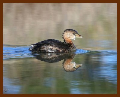 pied-billed grebe 12-23-07 4c50b.JPG