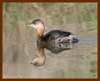 pied-billed grebe 12-23-07 4c64b.JPG