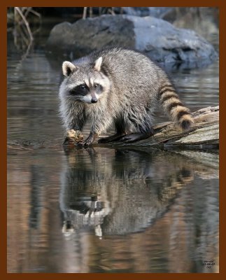 raccoon 12-8-07 4c17b.JPG