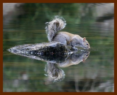 gray-squirrel 12-5-07 4c87b.JPG