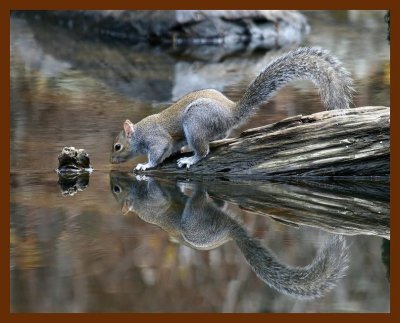 gray-squirrel 12-5-07 4c76b.JPG