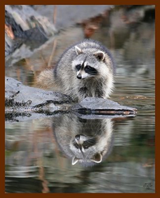 raccoon 12-2-07 4c42b.JPG