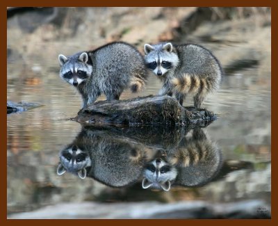 raccoons 11-23-07 4c90b.jpg