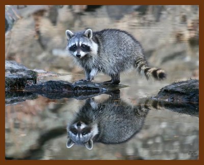 raccoon 11-23-07 4c00b.jpg