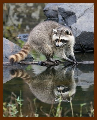 raccoon 10-7-07 4c1b.jpg
