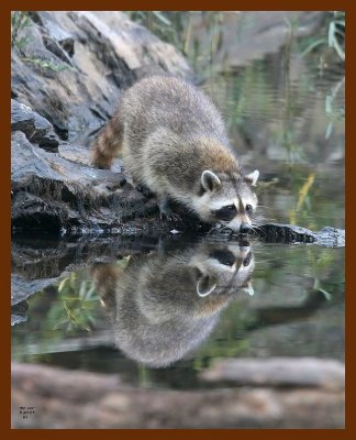 raccoon 9-20-07 4c11b.jpg