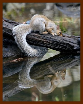 gray-squirrel 10-5-07 4c3b.jpg