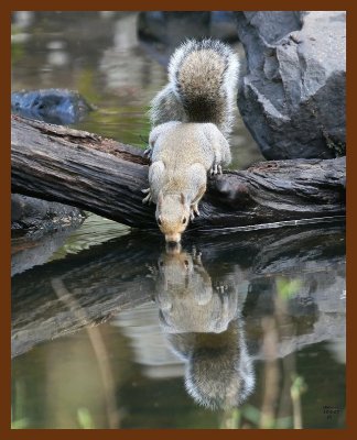 gray-squirrel 10-5-07 4c1b.jpg