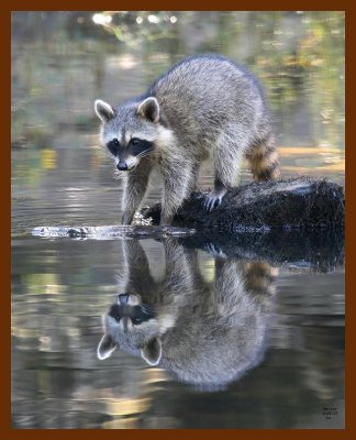 raccoon 9-29-07 4c1b.jpg