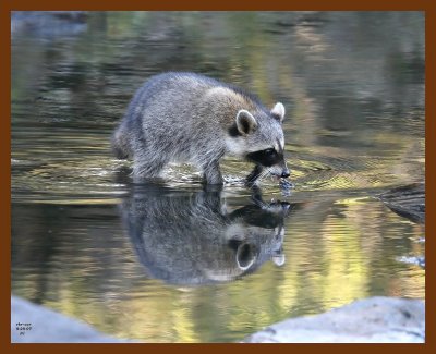 raccoon 9-29-07 4c7b.jpg