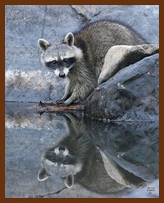 raccoon 9-29-07 4c11b.jpg