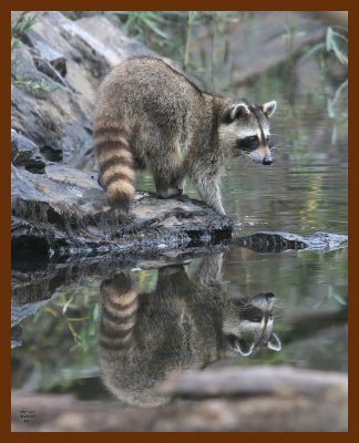 raccoon 9-20-07 4c16b.jpg
