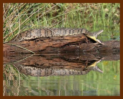 watersnake-diamondback 4-28-07 cl2b.jpg