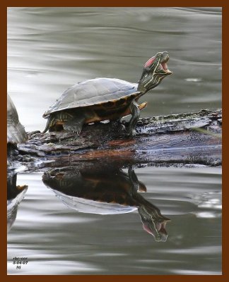 turtle-red-ear slider 5-4-07 cl2b.jpg