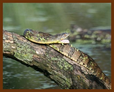 watersnake-diamondback 5-11-07 4c2b.JPG