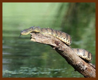watersnake-diamondback 5-11-07 4c1b.JPG