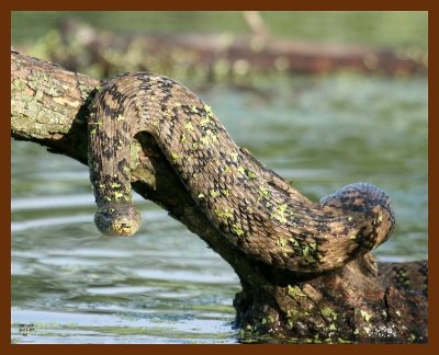 watersnake-diamondback 5-11-07 4c4b.JPG