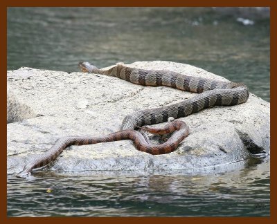 watersnakes-northern-midland 5-26-07 4c1b.JPG