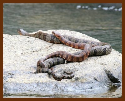 watersnakes-northern-midland 5-26-07 4c2b.JPG