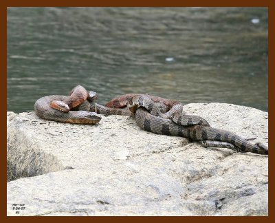 watersnakes-northern-midland 5-26-07 4c4b.JPG