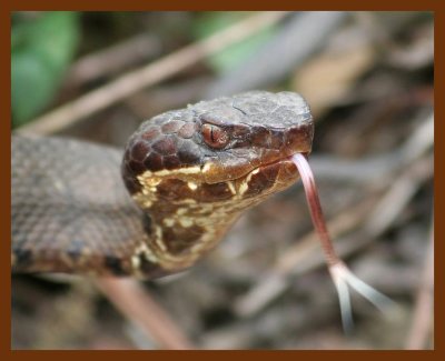 cottonmouth  4-14-06 cl4b.JPG