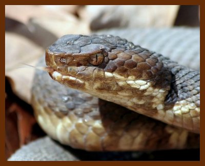 cottonmouth  3-10-06 cl4b.JPG