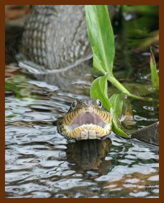 watersnake-yellowbelly 4-24-07 cl1b.JPG