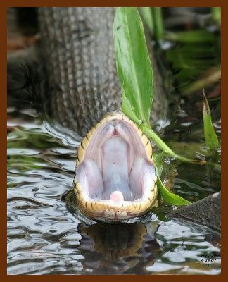 watersnake-yellowbelly 4-24-07 cl3b.JPG