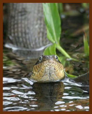 watersnake-yellowbelly 4-24-07 cl4b.JPG