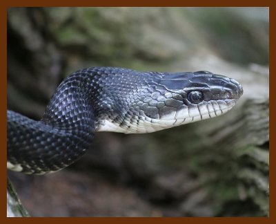 black-ratsnake 4-24-06 cl2b.JPG