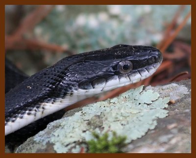 southern-blackracer 4-21-06 cl1b.JPG