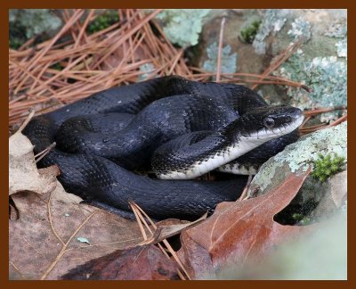 southern-blackracer 4-21-06 cl3b.JPG