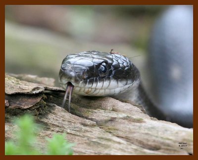black-ratsnake 4-18-07 cl4b.JPG
