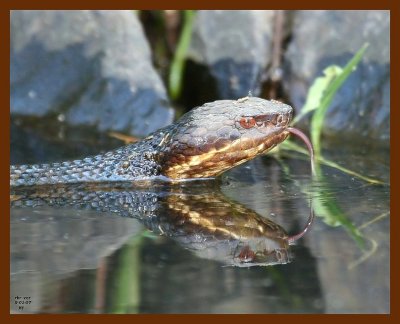 cottonmouth 9-1-07 4c4b.JPG