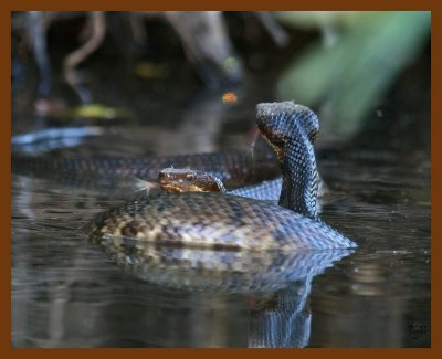cottonmouth-x2  9-1-07 4c1b.JPG