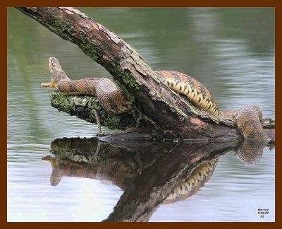 watersnake-diamondback 5-2-07 cl4b.JPG
