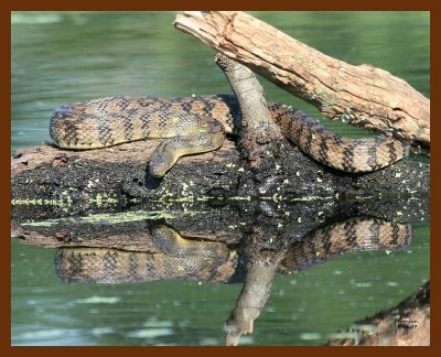 watersnake-diamondback 5-14-07 cl6b.JPG
