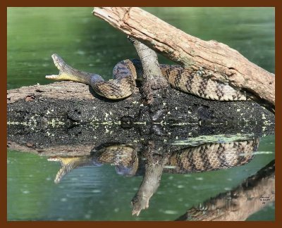 watersnake-diamondback 5-14-07 cl2b.JPG