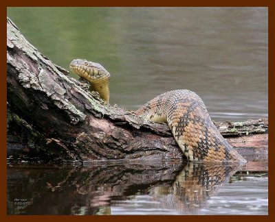 watersnake-diamondback 5-2-07 cl2b.JPG