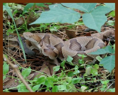 copperhead 5-9-06 cl2b.JPG