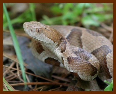 copperhead 5-9-06 cl4b.JPG