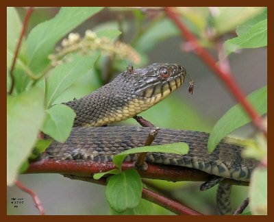 watersnake 4-17-07 cl2b.JPG