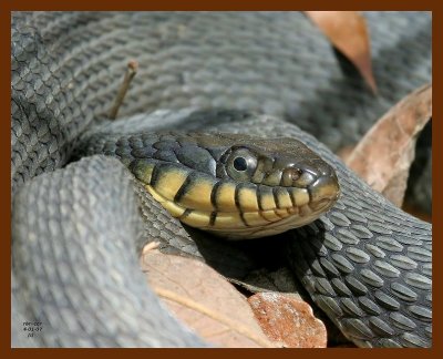 watersnake-yellowbelly 4-1-07 cl5b.JPG