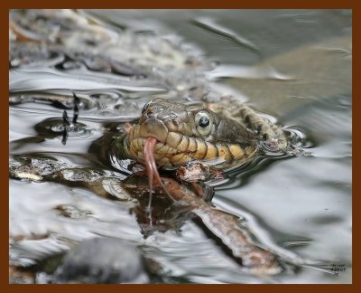 watersnake-yellowbelly 4-24-07 cl7b.JPG