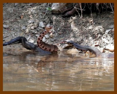 cottonmouth x2  9-11-06 cl2b.JPG