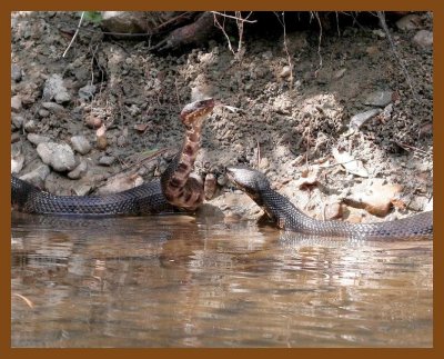cottonmouth x2  9-11-06 cl1b.JPG