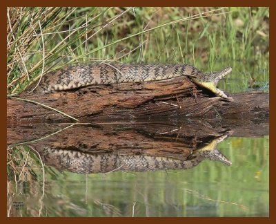 watersnake-diamondback 4-28-07 cl2b.JPG