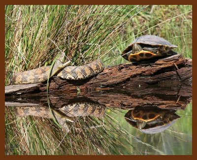 watersnake-diamondback-turtle 4-29-07 cl1b.JPG