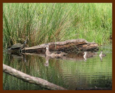 watersnake-wood-duck-turtle 5-9-07 cl1b.JPG